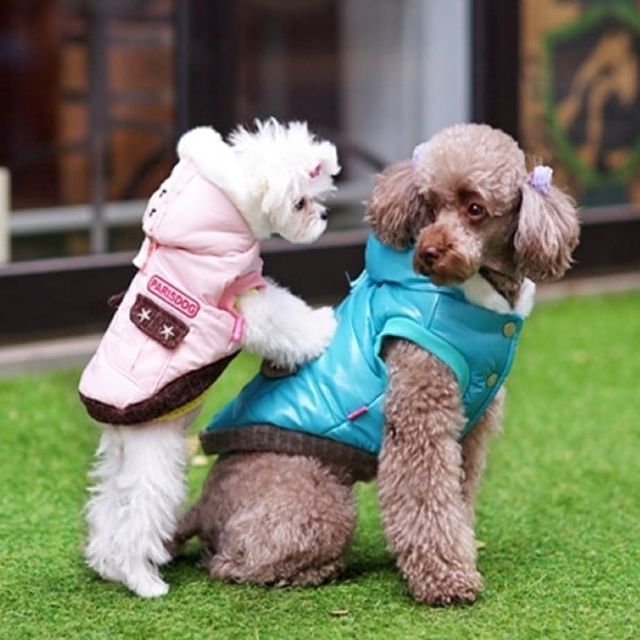 오늘의쇼핑은 (패리스독) 강아지 고양이 파일럿 패딩 블루