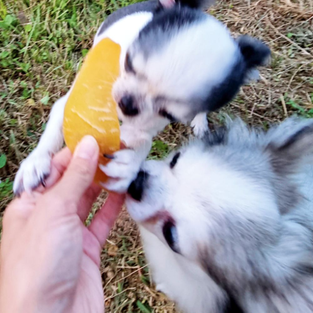 강아지 고구마말랭이 간식 탱글탱글 통고구마 1kg